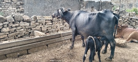 ભેંસ વેચવાની છે