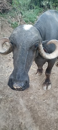 સચિનભાઈ બેરાણી