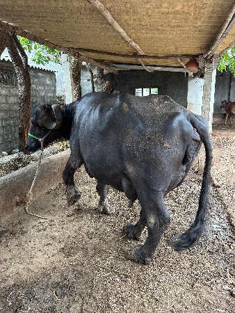 ભેંશ વેચવાની છે