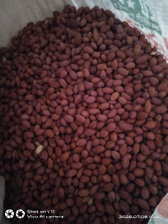 માંડવી વેચવાની છે.