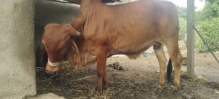 હોડકી બેસવા ની સે ગાબની સે