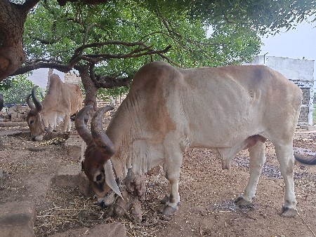 બળદ વેંચવા નો છે