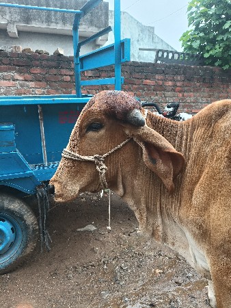 ગામ કોટડા સાંગાણી