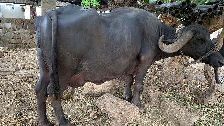 ભેંસ વેચવાની છે.