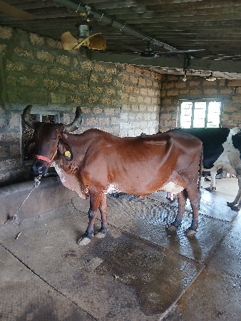 જરશી ગાય 6લટર દુઘ