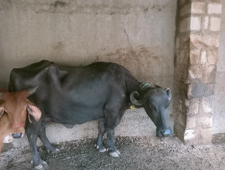 બીજું વેતર ૮ દિવસ પહેલા વિયાણી