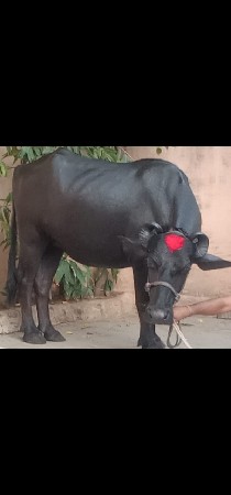ભેંસ વેચવાનું છે 2 છે