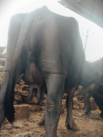 ભેંસ વેચવાની છે