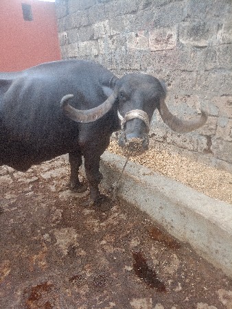 ભેંસ વેચવાની છે