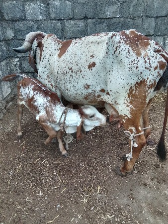 ગય વેચવાની છે