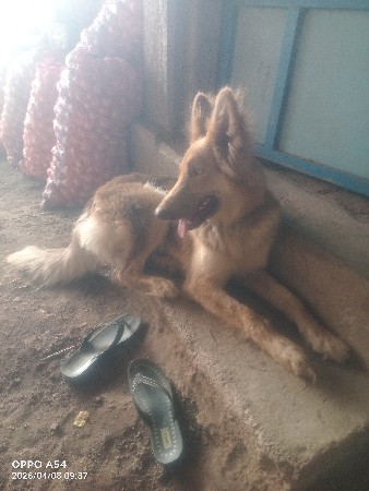 કૂતરો લેવાનો છે