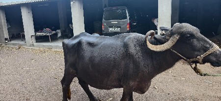10 દિવસ ની વાર છે