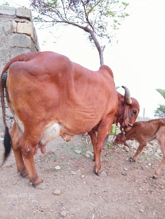ગાય વેચવાની