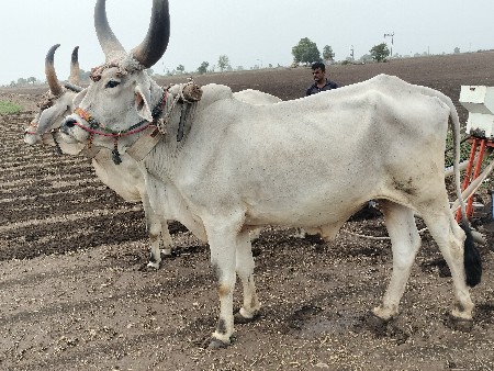 બળદ વેચવાના છે