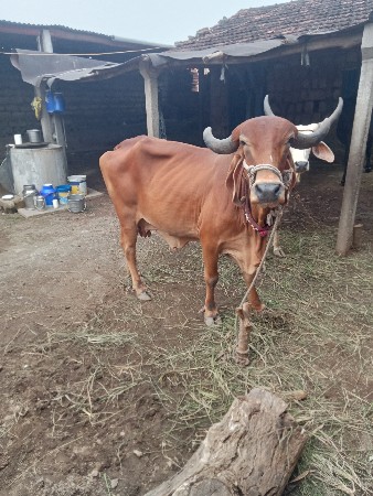 ગીર. ગાય