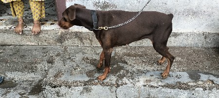 વેસ્વનું