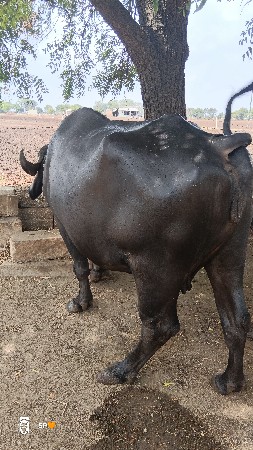 ભેંસ વેચવા ની છે