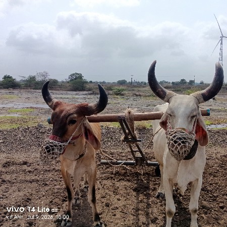 ગોધલા વેશવાના છે