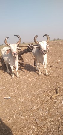 બરધ વેચવાના