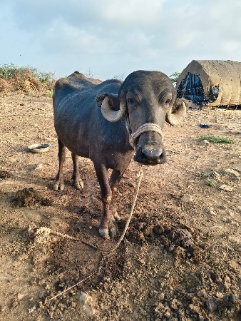 ખડેલી વેચવાની છે