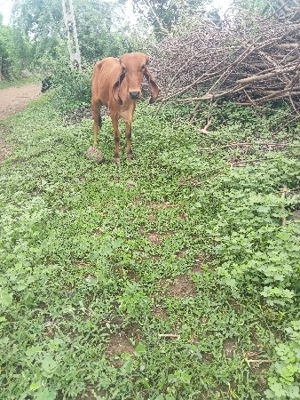 ગીર
