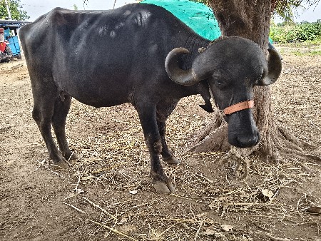 1 વેતર ખડેલી