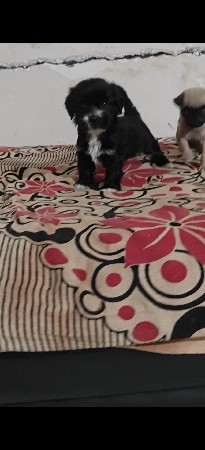 Vodafone pug & lasha