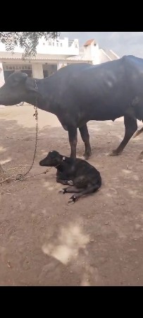 પેલું વેતર ખડેલી વેચવાનીછે
