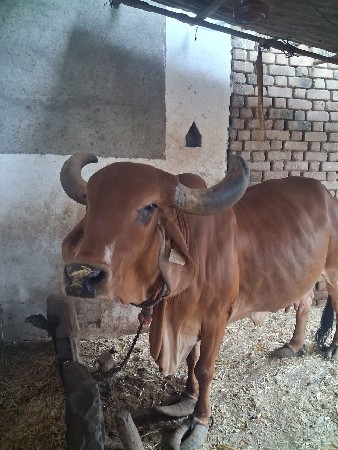 ગાય વેચવાની છે