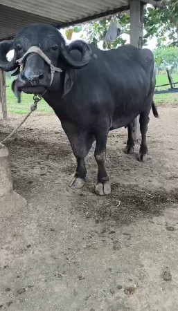 2 ja veter ni khdili vesvani chi