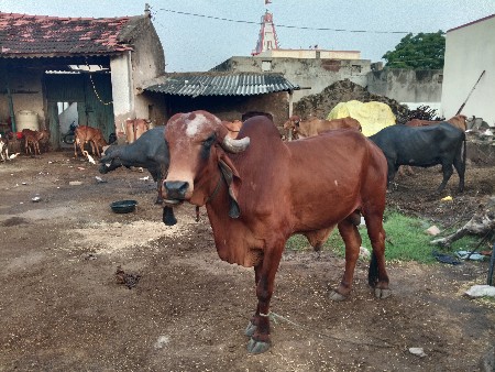 ખોટું વેચવાનો છે