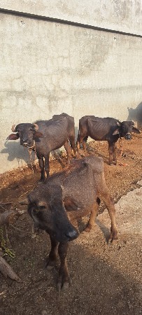 પાડીઓ વેચવાની છે
