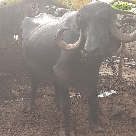 ભેસ