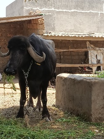ભેસ