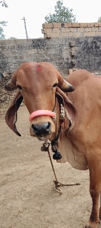 ગાય વેચવાની છે