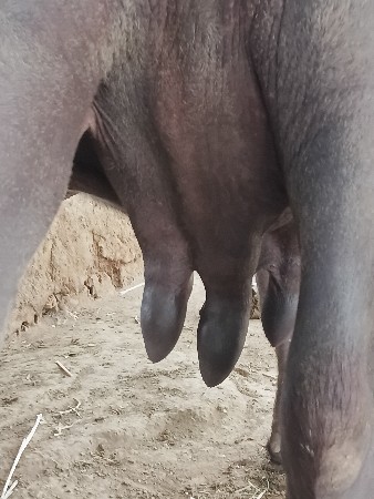 ભેંસવેસવા નીછે