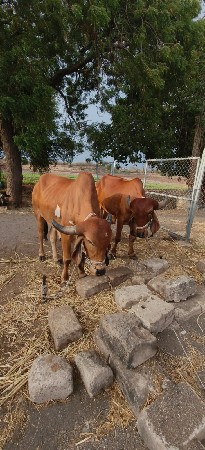 2બળદ વેશવાના સે