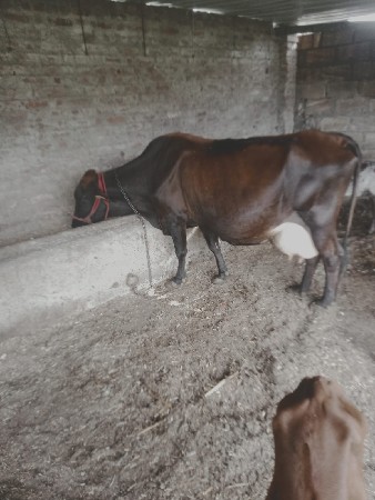 આ જર્સી ગાય વેસવા ની સે