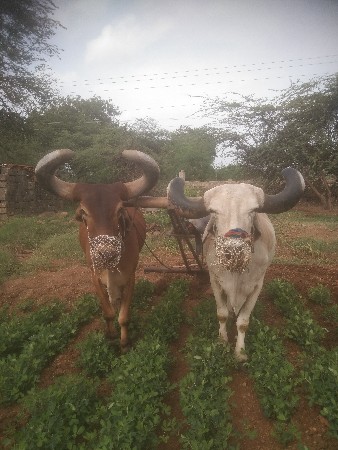 બળદ વેચવાના છે