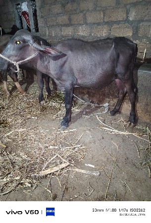 પાડી વેચવાની છે.