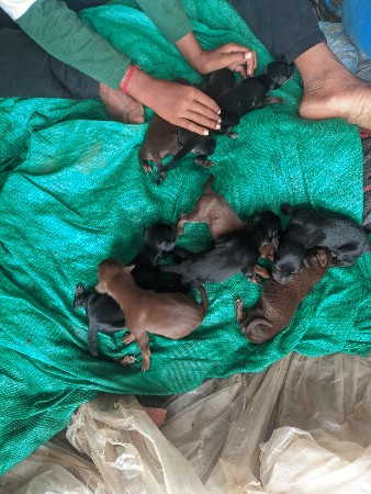 ડોબર  મેના બચ્ચા વેચવાના છે