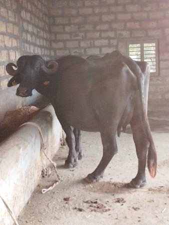 ભેંસ વેચવાની છે