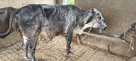ગીર ક્રોસ ગાય અને ગીર ક્રોસ વાસળી
