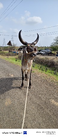 આ વાસડો વેચવાનો છે