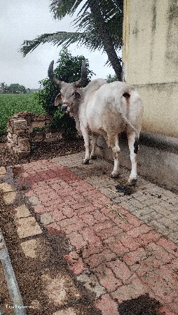 વિગત વાંચીને ફોન કરવો