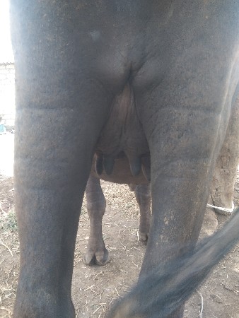ખરેલી વેચવાની છે પહેલવે તરીકે નવમ
