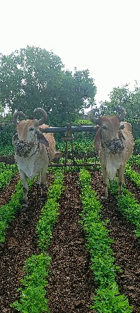 બળદ વેચવાના છે