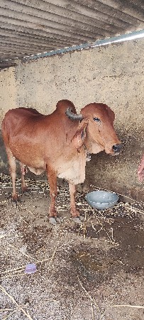 આ ગાય વેચવાની છે