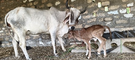 રાતે 11 વાગે વિયાણી છે.