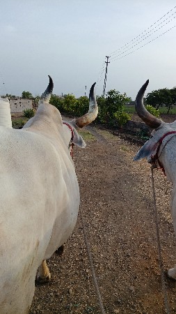 બણદ વેંચવા નાં છે